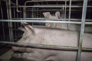 Sows in converted sow stalls with group area at back - Australian pig farming - Captured at Golden Grove Piggery, Young NSW Australia.