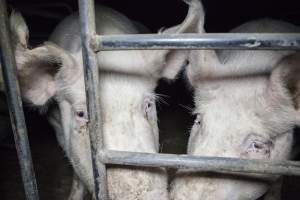 Group housing for sows - Australian pig farming - Captured at Golden Grove Piggery, Young NSW Australia.