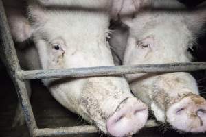 Group housing for sows - Australian pig farming - Captured at Golden Grove Piggery, Young NSW Australia.