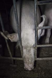 Group housing for sows - Australian pig farming - Captured at Golden Grove Piggery, Young NSW Australia.