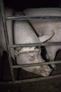 Group housing for sows - Australian pig farming - Captured at Golden Grove Piggery, Young NSW Australia.