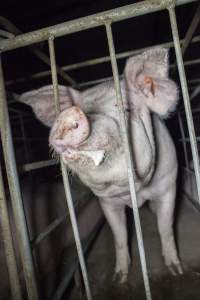 Sows in converted sow stalls with group area at back - Australian pig farming - Captured at Golden Grove Piggery, Young NSW Australia.