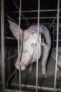 Sows in converted sow stalls with group area at back - Australian pig farming - Captured at Golden Grove Piggery, Young NSW Australia.