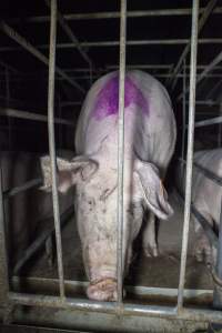 Sows in converted sow stalls with group area at back - Australian pig farming - Captured at Golden Grove Piggery, Young NSW Australia.