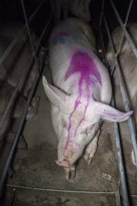 Sows in converted sow stalls with group area at back - Australian pig farming - Captured at Golden Grove Piggery, Young NSW Australia.