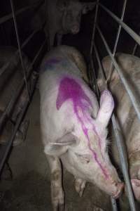 Sows in converted sow stalls with group area at back - Australian pig farming - Captured at Golden Grove Piggery, Young NSW Australia.