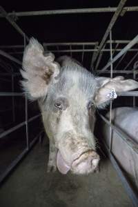 Sow with tongue hanging out - Converted sow stalls with group area at back - Captured at Golden Grove Piggery, Young NSW Australia.