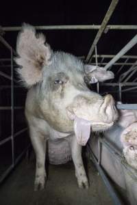 Sow with tongue hanging out - Converted sow stalls with group area at back - Captured at Golden Grove Piggery, Young NSW Australia.