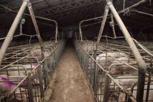 Sows in converted sow stalls with group area at back - Australian pig farming - Captured at Golden Grove Piggery, Young NSW Australia.