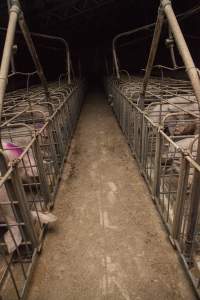 Farrowing crates at Golden Grove Piggery NSW - Australian pig farming - Captured at Golden Grove Piggery, Young NSW Australia.