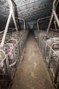 Sows in converted sow stalls with group area at back - Australian pig farming - Captured at Golden Grove Piggery, Young NSW Australia.