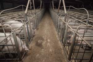 Sows in converted sow stalls with group area at back - Australian pig farming - Captured at Golden Grove Piggery, Young NSW Australia.