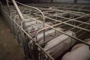 Sows in converted sow stalls with group area at back - Australian pig farming - Captured at Golden Grove Piggery, Young NSW Australia.