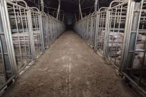 Sows in converted sow stalls with group area at back - Australian pig farming - Captured at Golden Grove Piggery, Young NSW Australia.
