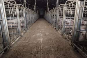Sows in converted sow stalls with group area at back - Australian pig farming - Captured at Golden Grove Piggery, Young NSW Australia.