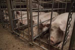 Sows in converted sow stalls with group area at back - Australian pig farming - Captured at Golden Grove Piggery, Young NSW Australia.