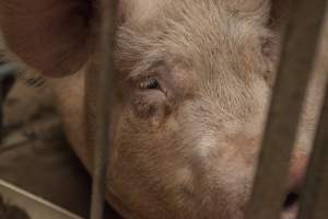 Sows in converted sow stalls with group area at back - Australian pig farming - Captured at Golden Grove Piggery, Young NSW Australia.