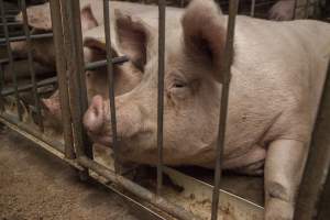 Sows in converted sow stalls with group area at back - Australian pig farming - Captured at Golden Grove Piggery, Young NSW Australia.