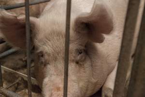 Sows in converted sow stalls with group area at back - Australian pig farming - Captured at Golden Grove Piggery, Young NSW Australia.