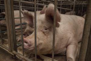 Sows in converted sow stalls with group area at back - Australian pig farming - Captured at Golden Grove Piggery, Young NSW Australia.