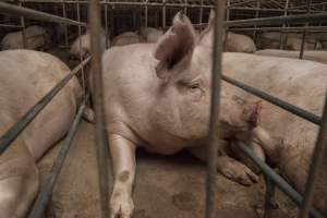 Sows in converted sow stalls with group area at back - Australian pig farming - Captured at Golden Grove Piggery, Young NSW Australia.