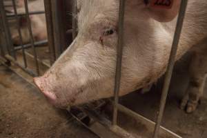 Sows in converted sow stalls with group area at back - Australian pig farming - Captured at Golden Grove Piggery, Young NSW Australia.