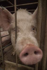 Sows in converted sow stalls with group area at back - Australian pig farming - Captured at Golden Grove Piggery, Young NSW Australia.