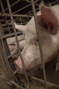 Sows in converted sow stalls with group area at back - Australian pig farming - Captured at Golden Grove Piggery, Young NSW Australia.