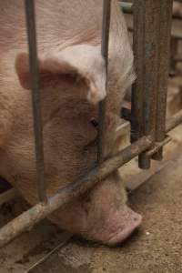 Sows in converted sow stalls with group area at back - Australian pig farming - Captured at Golden Grove Piggery, Young NSW Australia.