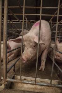 Sows in converted sow stalls with group area at back - Australian pig farming - Captured at Golden Grove Piggery, Young NSW Australia.