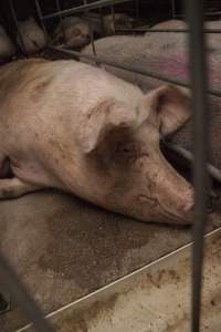 Sows in converted sow stalls with group area at back - Australian pig farming - Captured at Golden Grove Piggery, Young NSW Australia.