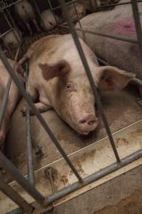 Sows in converted sow stalls with group area at back - Australian pig farming - Captured at Golden Grove Piggery, Young NSW Australia.