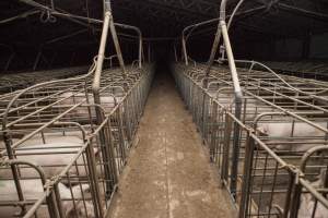 Sows in converted sow stalls with group area at back - Australian pig farming - Captured at Golden Grove Piggery, Young NSW Australia.