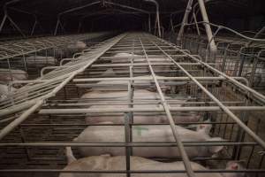 Sows in converted sow stalls with group area at back - Australian pig farming - Captured at Golden Grove Piggery, Young NSW Australia.