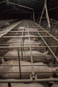 Sows in converted sow stalls with group area at back - Australian pig farming - Captured at Golden Grove Piggery, Young NSW Australia.