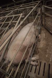 Sows in converted sow stalls with group area at back - Australian pig farming - Captured at Golden Grove Piggery, Young NSW Australia.