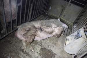 Boar in pen - Australian pig farming - Captured at Golden Grove Piggery, Young NSW Australia.