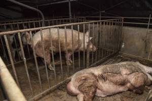 Boars in pens - Australian pig farming - Captured at Golden Grove Piggery, Young NSW Australia.