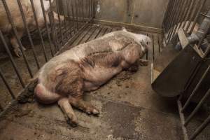 Boars in pens - Australian pig farming - Captured at Golden Grove Piggery, Young NSW Australia.