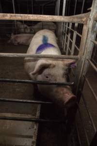 Group sow housing in insemination shed - Australian pig farming - Captured at Golden Grove Piggery, Young NSW Australia.