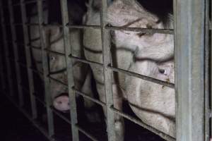 Group sow housing in insemination shed - Australian pig farming - Captured at Golden Grove Piggery, Young NSW Australia.