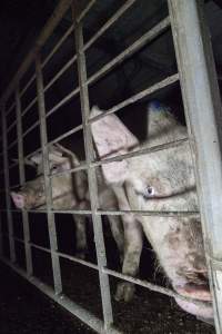 Group sow housing in insemination shed - Australian pig farming - Captured at Golden Grove Piggery, Young NSW Australia.