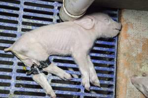 Piglet with taped legs - Australian pig farming - Captured at Golden Grove Piggery, Young NSW Australia.