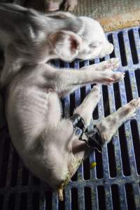 Piglet with taped legs - Australian pig farming - Captured at Golden Grove Piggery, Young NSW Australia.