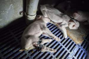 Piglet with taped legs - Australian pig farming - Captured at Golden Grove Piggery, Young NSW Australia.