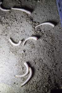 Severed piglet tails on floor - Australian pig farming - Captured at Golden Grove Piggery, Young NSW Australia.