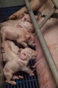 Piglets suckling - Australian pig farming - Captured at Golden Grove Piggery, Young NSW Australia.