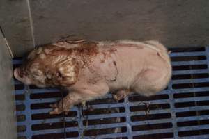 Newborn piglet covered in afterbirth - Australian pig farming - Captured at Golden Grove Piggery, Young NSW Australia.