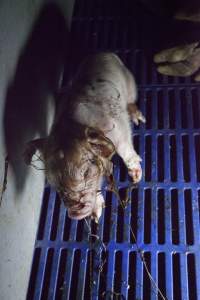 Newborn piglet covered in afterbirth - Australian pig farming - Captured at Golden Grove Piggery, Young NSW Australia.