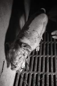 Newborn piglet covered in afterbirth - Australian pig farming - Captured at Golden Grove Piggery, Young NSW Australia.